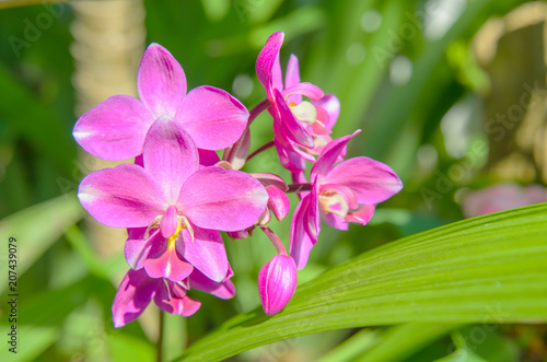 Ground orchid flower