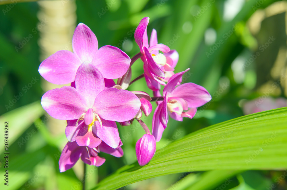 Ground orchid flower Ground orchid flower