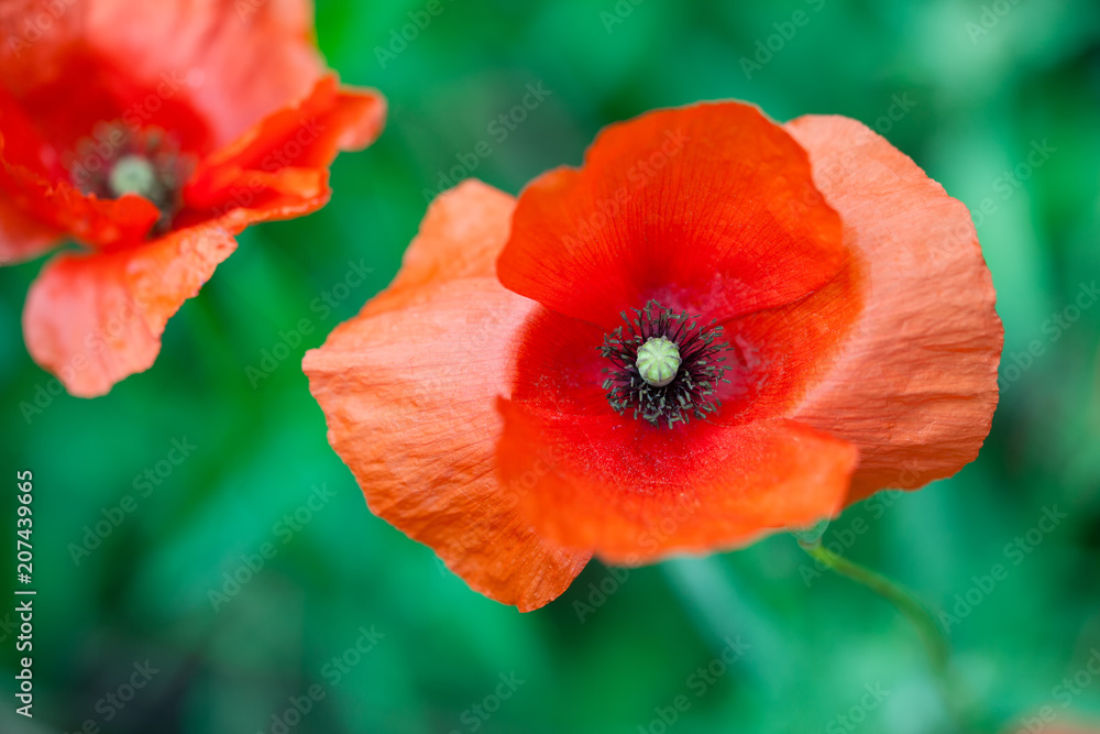 COQUELICOTS COQUELICOTS