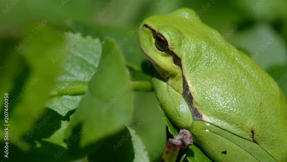 Europäische Laubfrosch - Hyla arborea in einer Seitenansicht - Kamera Fujifilm X-H1 Europäische Laubfrosch - Hyla arborea in einer Seitenansicht - Kamera Fujifilm X-H1