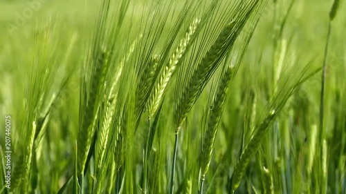 barley fields, barley ears swinging with the wind,

