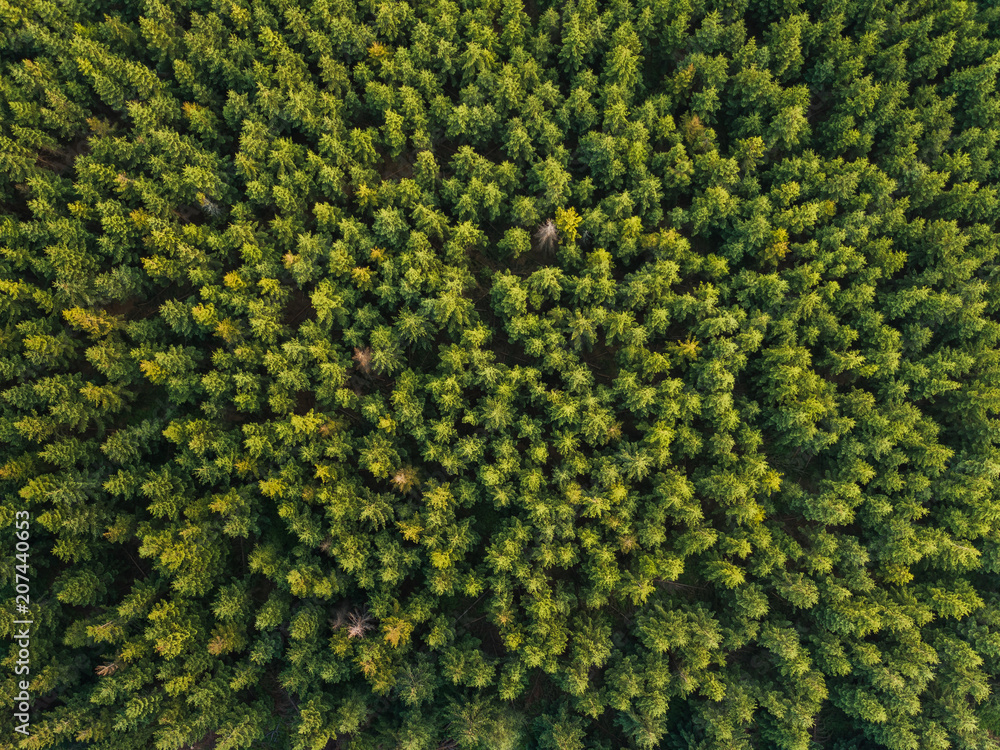 Forest / aerial view