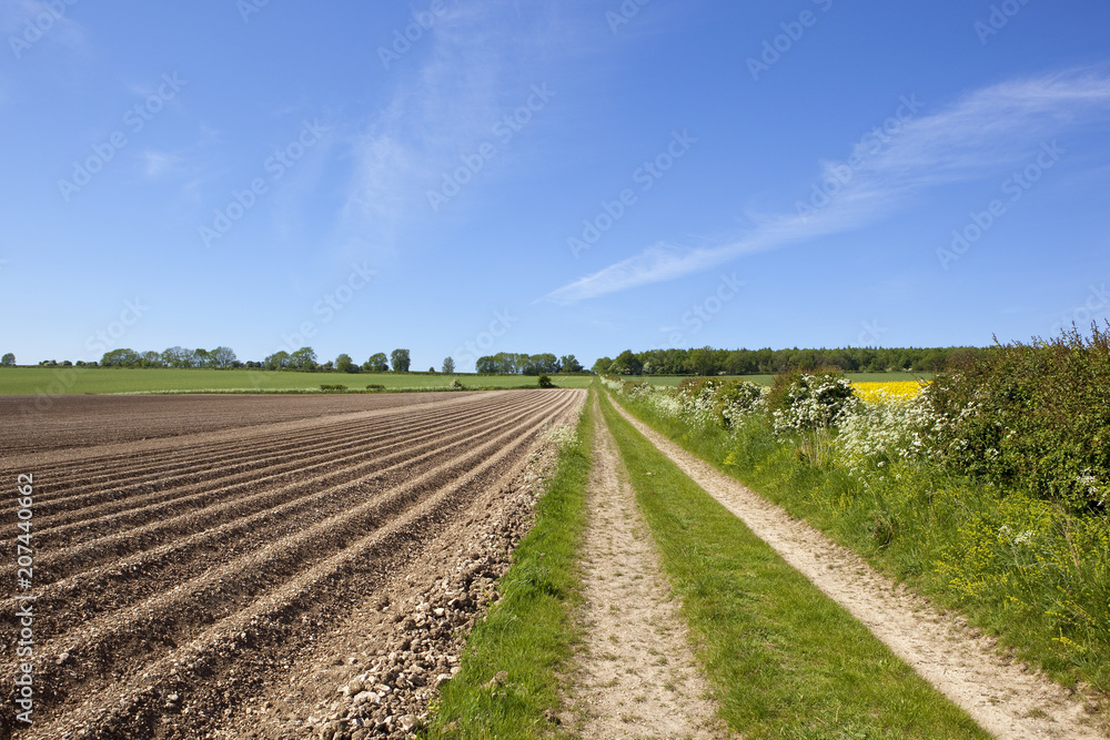 Minster Way and potato rows