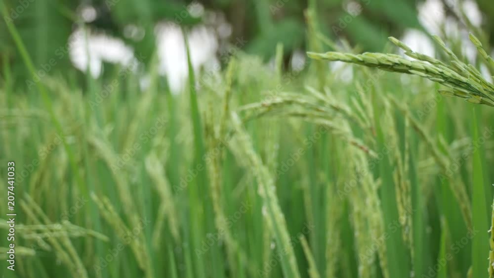 panning of rice panicle with young flowers shaking with wind panning of rice panicle with young flowers shaking with wind