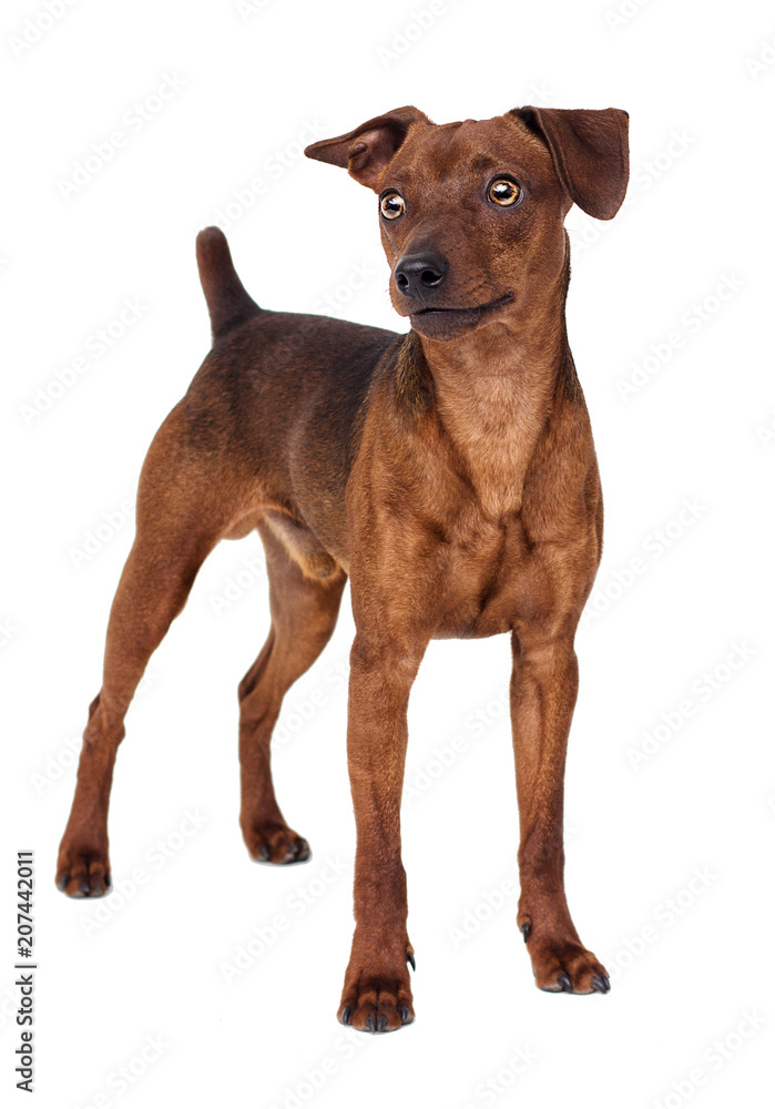 Dog Standing On A White Background Dog Standing On A White Background