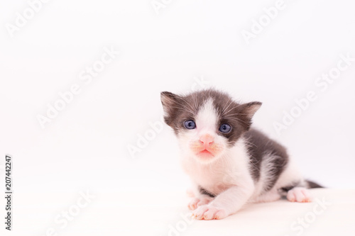 Wallpaper Mural Small kitten isolated on white background. Torontodigital.ca