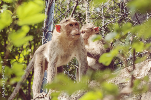 Rhesus Macaque monkey family close to Arunachala ashram at Tiruvannamalai, Tamil Nadu, India © marbenzu