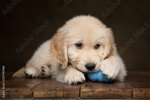 Obraz na plátně Golden Retriever Puppy chewing on a blue toy ball eyes looking up