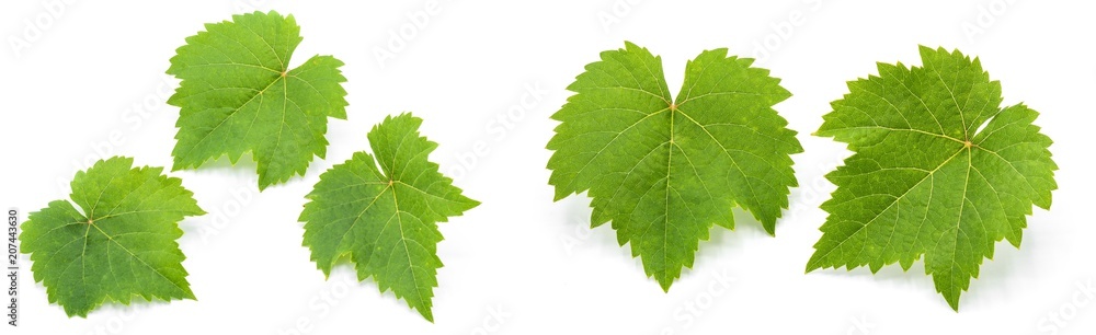collection of green grape leaves isolated on white background collection of green grape leaves isolated on white background