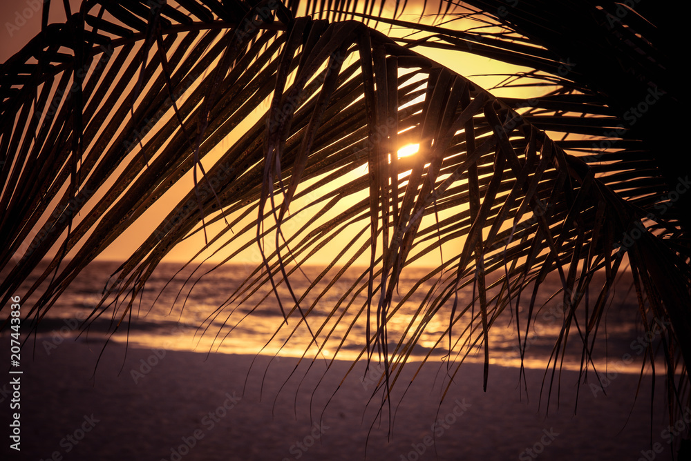 Caribbean landscape through a palm tree leaf at sunset.