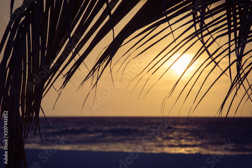 Fototapeta Naklejka Na Ścianę i Meble -  Caribbean landscape through a palm tree leaf at sunset.