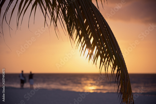 Caribbean landscape through a palm tree leaf at sunset.