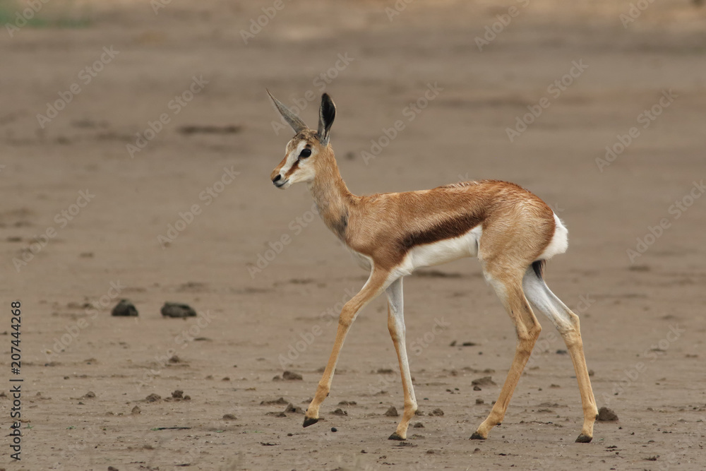 The young springbok (Antidorcas marsupialis) walking in the riverbed of dried river alone in the desert The young springbok (Antidorcas marsupialis) walking in the riverbed of dried river alone in the desert