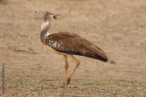 The kori bustard (Ardeotis kori) is walking in riverbed of dried river in the desert