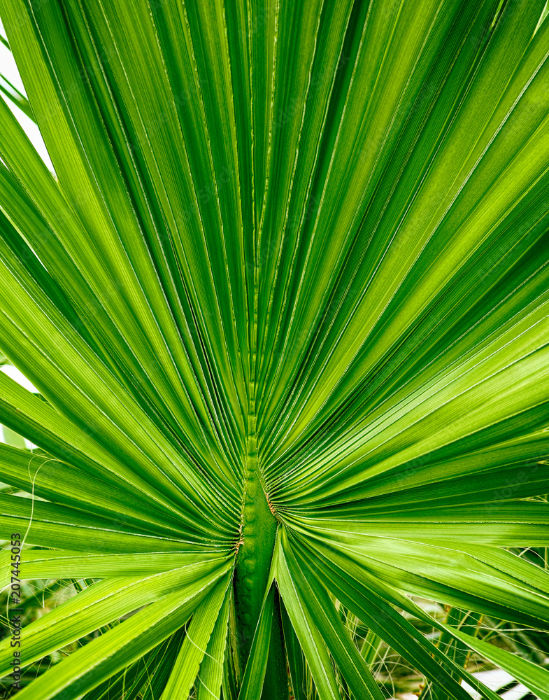 Fototapeta premium Closeup of palm tree leaf.