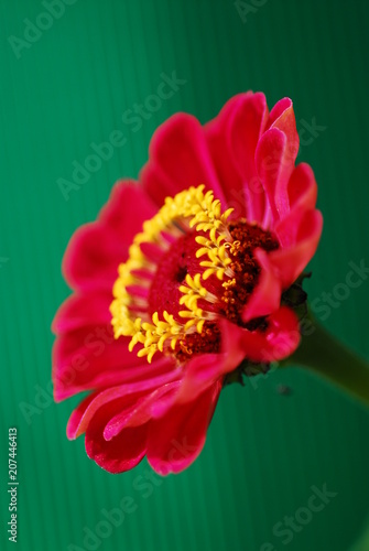 flower red nature flora flowers summer yellow plant garden