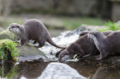 A small group of otters standing on rocks and drinking from a pool of water