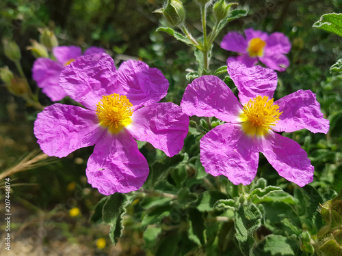 Fiori  selvatici