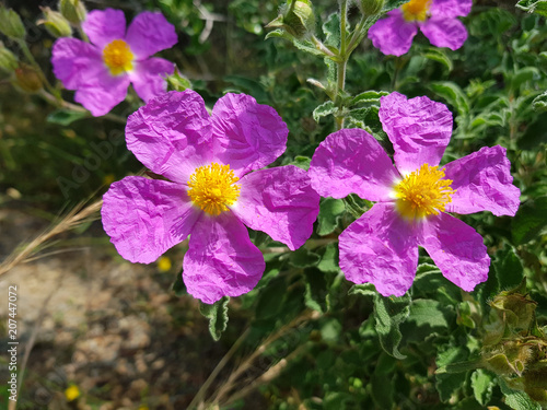 Fiori  selvatici