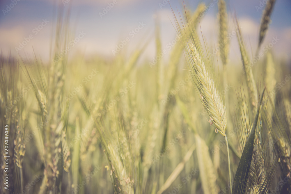Getreide-Ähren im Frühjahr, Feld, Ackerbau Getreide-Ähren im Frühjahr, Feld, Ackerbau
