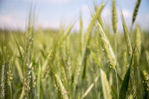 Getreide-Ähren im Frühjahr, Feld, Ackerbau