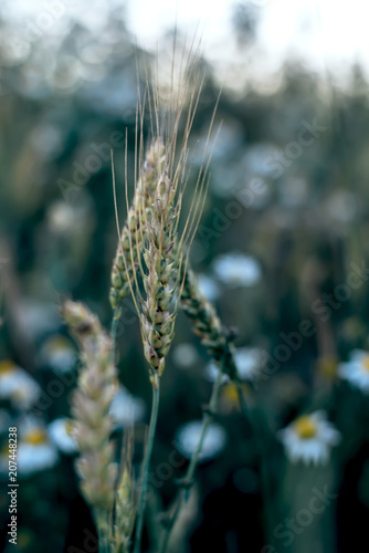 Spikes in the field against the sky. In the background, you can see chamomiles. Background is blurred.
