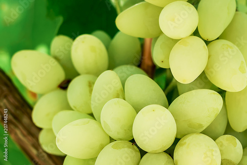 A bunch of green grapes against the background of foliage.