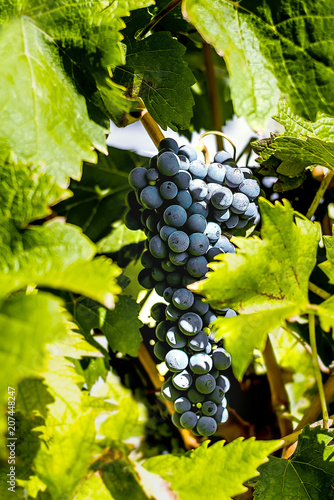 A bunch of black grapes against the background of green leaves. Grape vine in a natural environment.