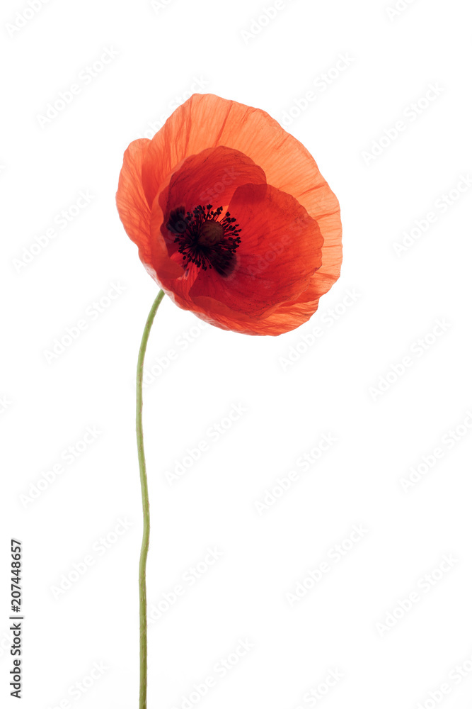 Naklejka premium bright red poppy flower isolated on white