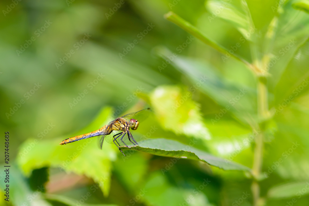 Dragonfly sits on a sheet of grass Dragonfly sits on a sheet of grass