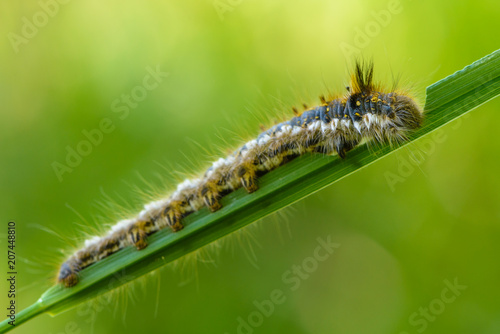 Hairy caterpillar of butterfly bombyx © alex_1910