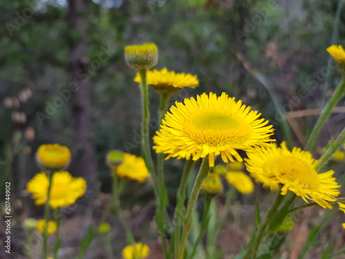 Fiori  selvatici