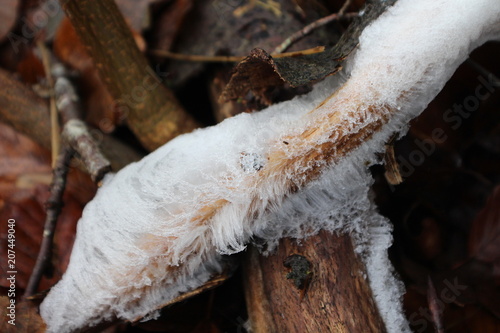 mushroom snow dew frost