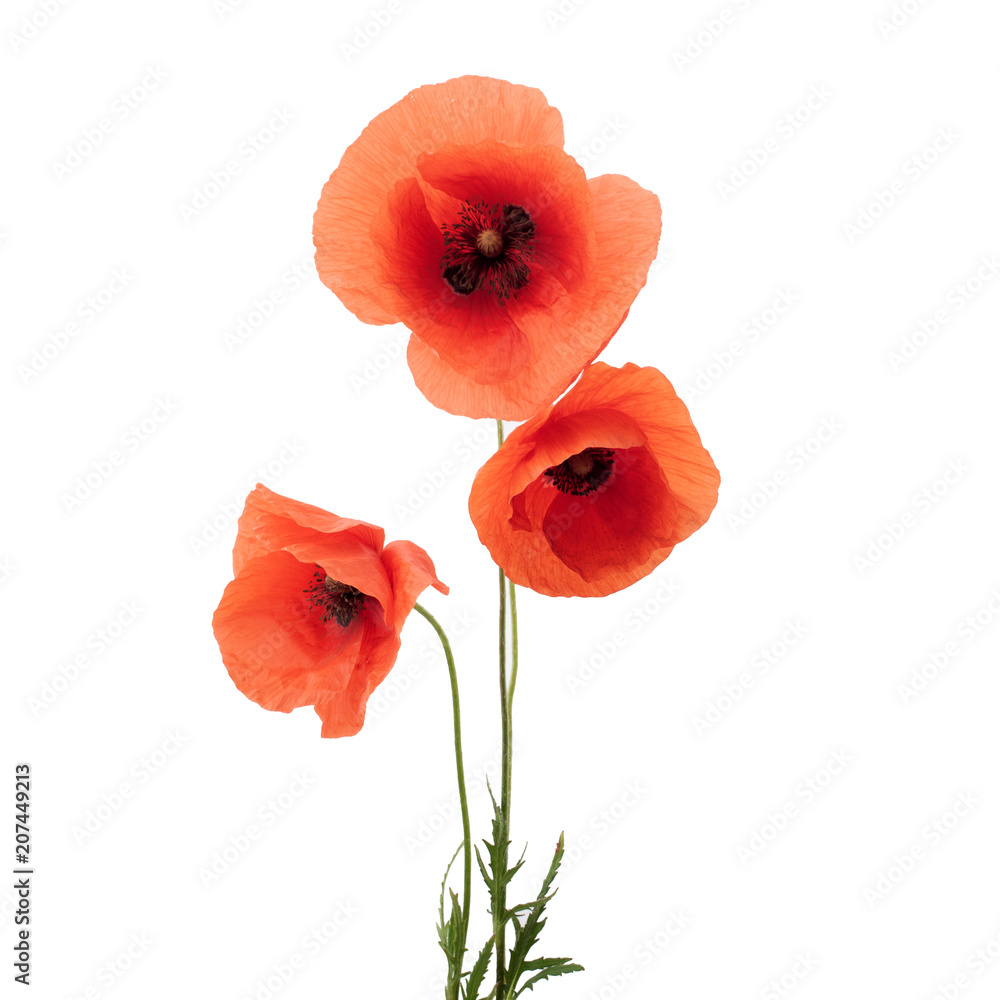 Naklejka premium Red poppy flowers in a row on white.