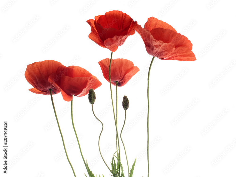 Naklejka premium Red poppy flowers in a row on white.
