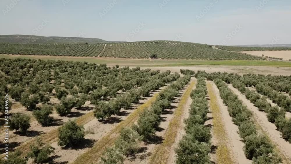 Air View field of olive trees near Jaen, Spain Air View field of olive trees near Jaen, Spain