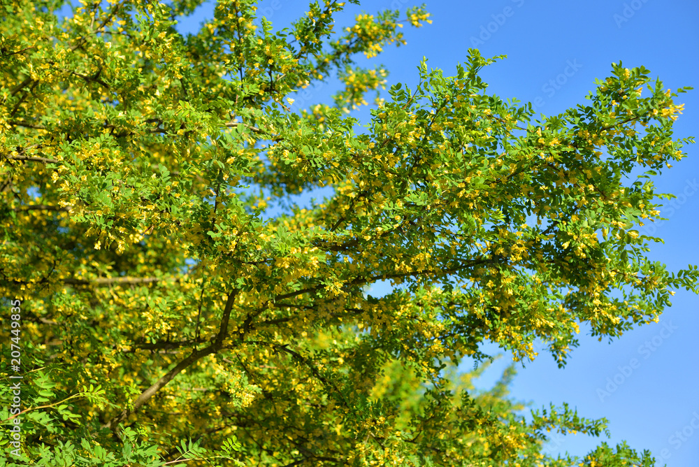 Caragana tree with yellow flowers. Caragana tree with yellow flowers.