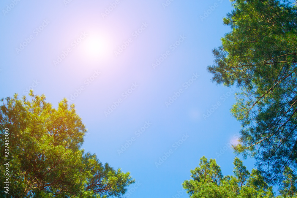 Green fir-tree branches with sky Green fir-tree branches with sky