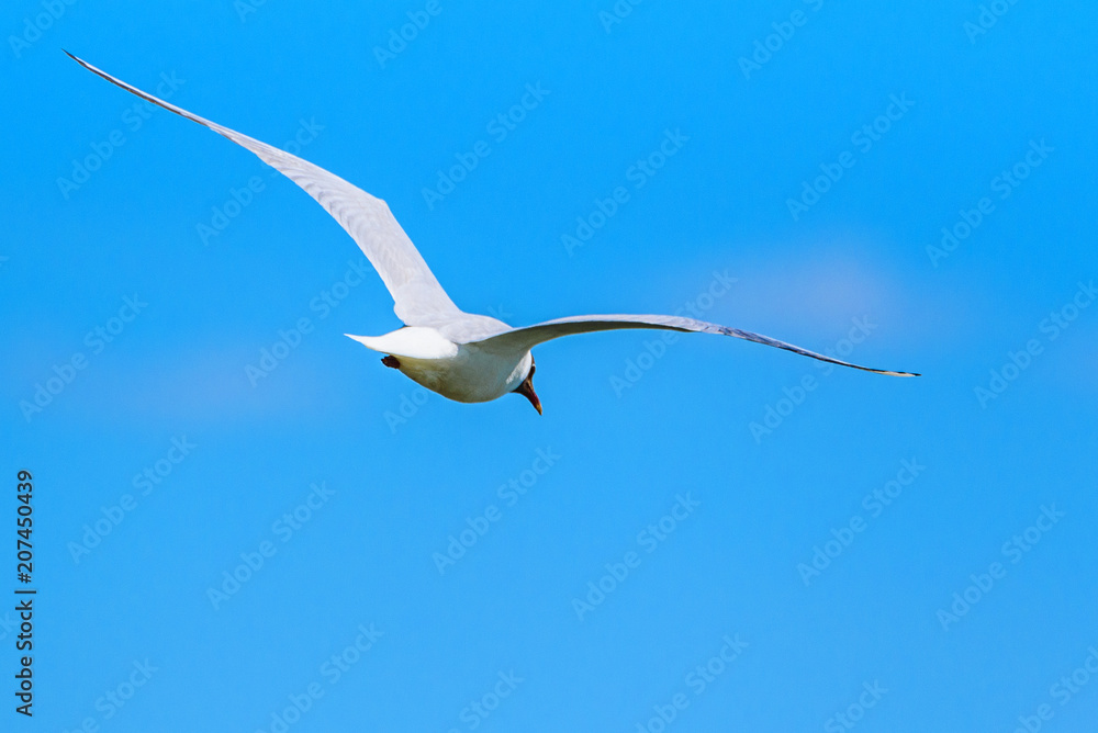 Fototapeta premium a flying seagull against the sky