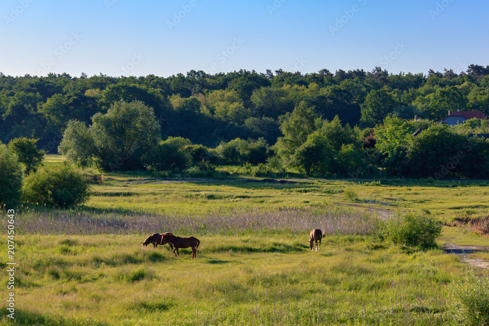 Horses grazing on green grass of a meadow on a sunny summer morning