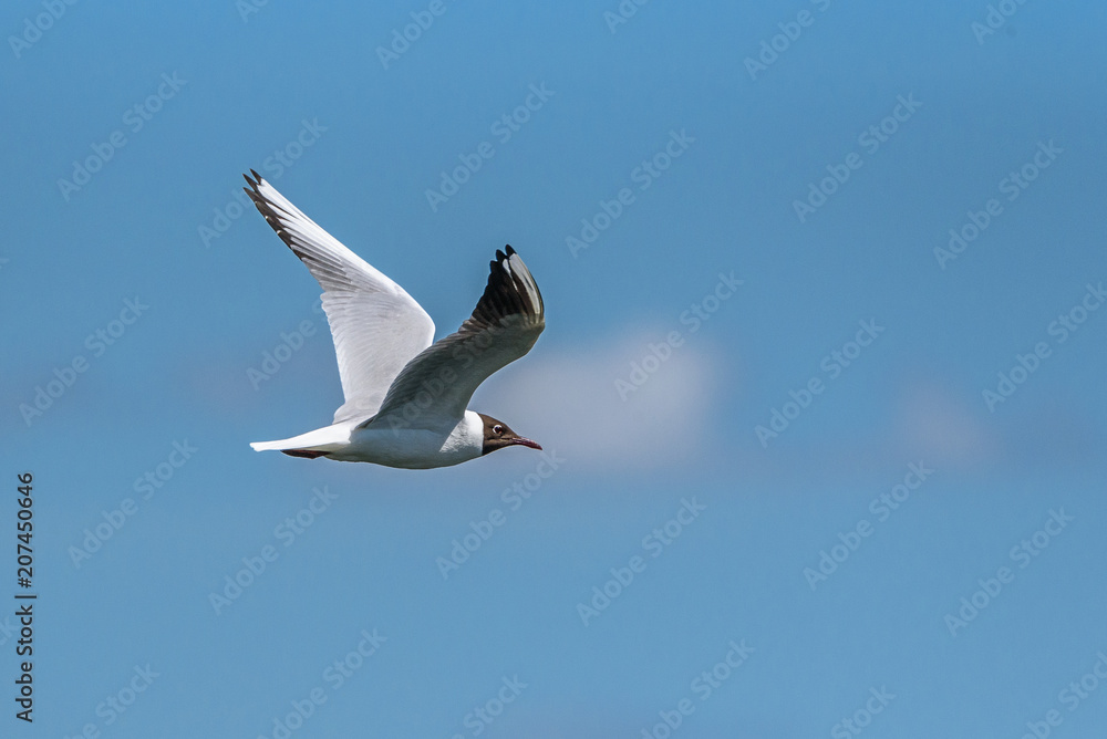 Fototapeta premium a flying seagull against the sky
