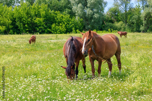 Four horses grazing on the green grass of the meadow on a sunny summer day