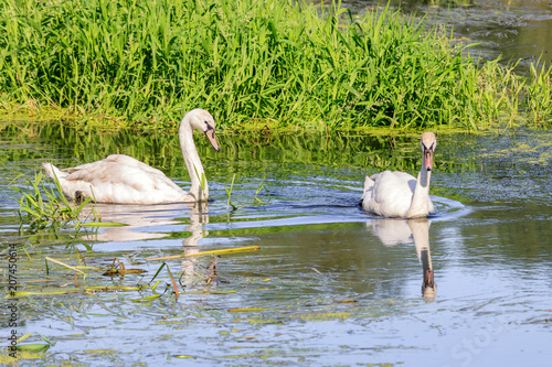 Two young wild swans floating on the water surface of the lake on the background of tall grass