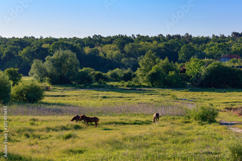 Horses grazing on green grass of a meadow on a sunny summer morning