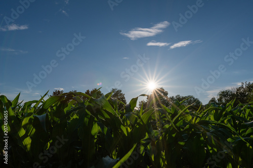 Sonne über dem Kornfeld in der natur