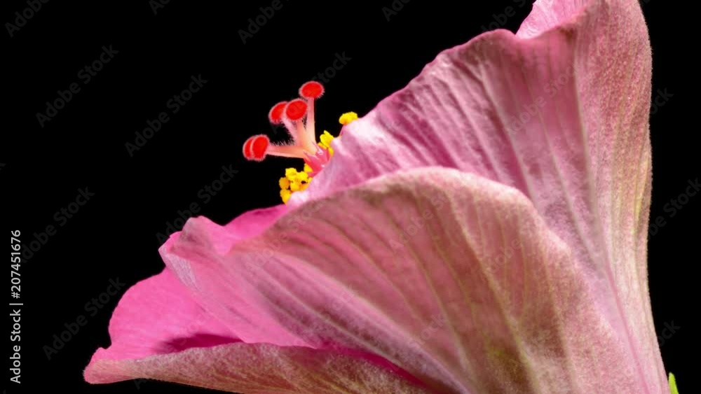Hibiscus abriendose flores