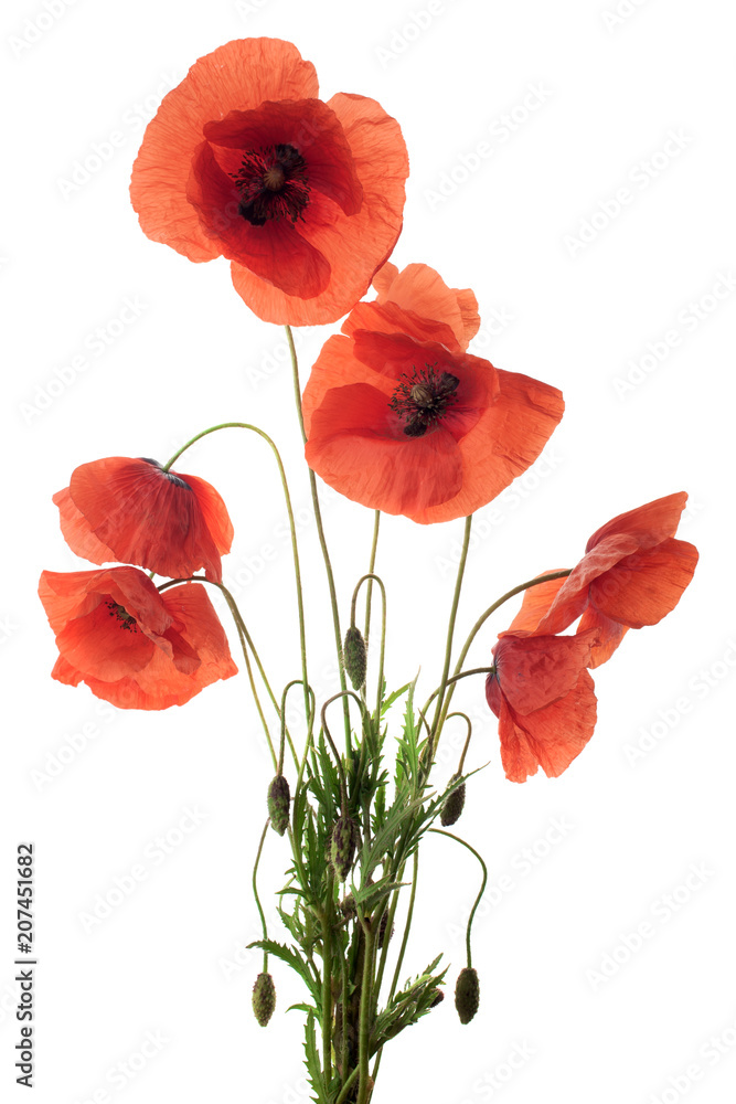 Obraz premium Red poppy flowers in a row on white.