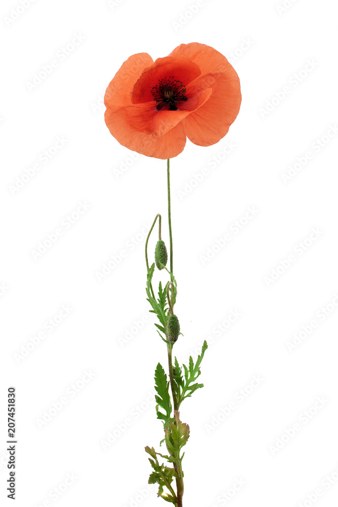Naklejka premium bright red poppy flower isolated on white
