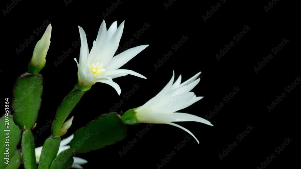 Margaritas abriendose flores