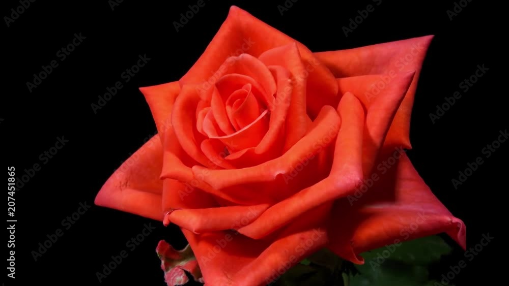 Rosa abriendose flores